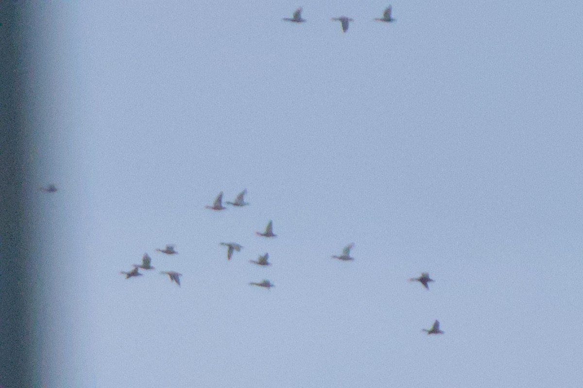 duck sp. - ML643436879