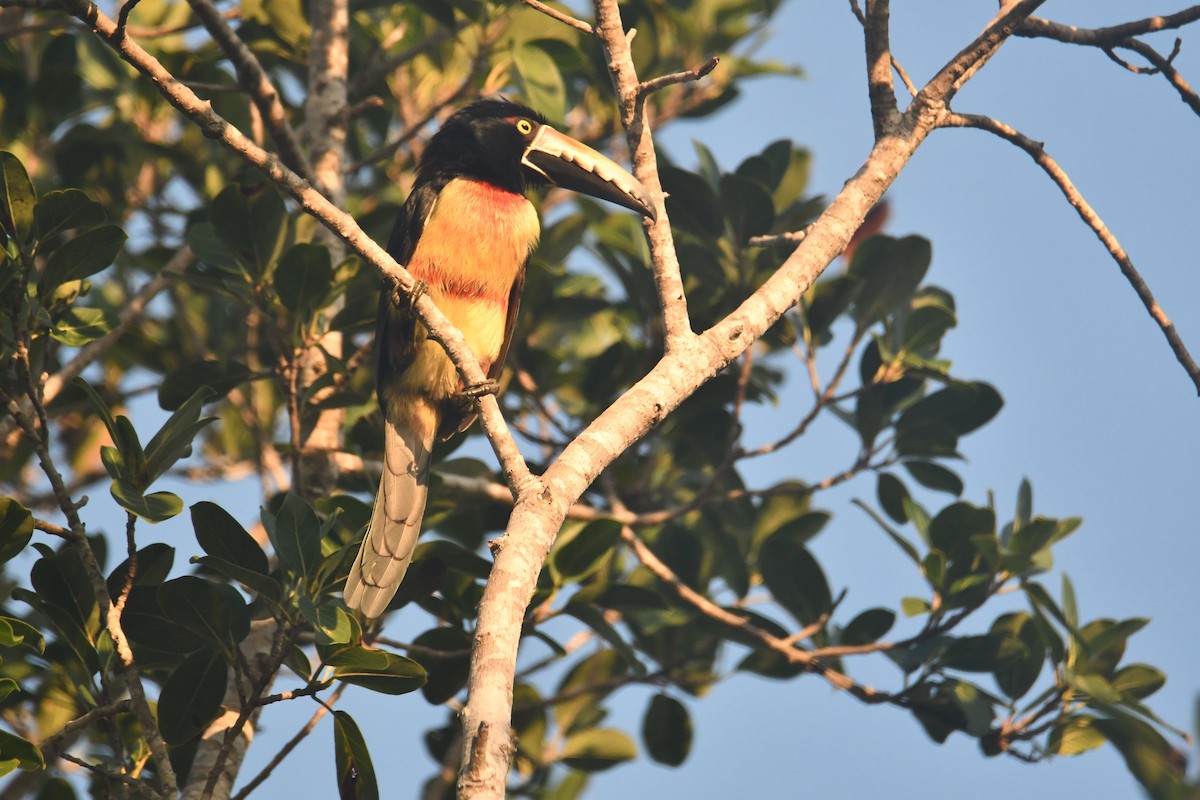 Collared Aracari - ML643436884