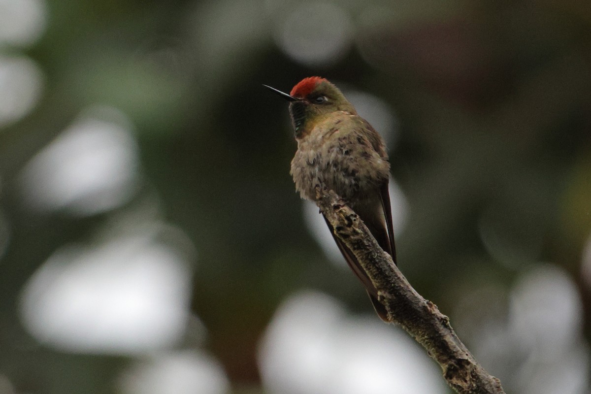 Rufous-capped Thornbill - ML643436908