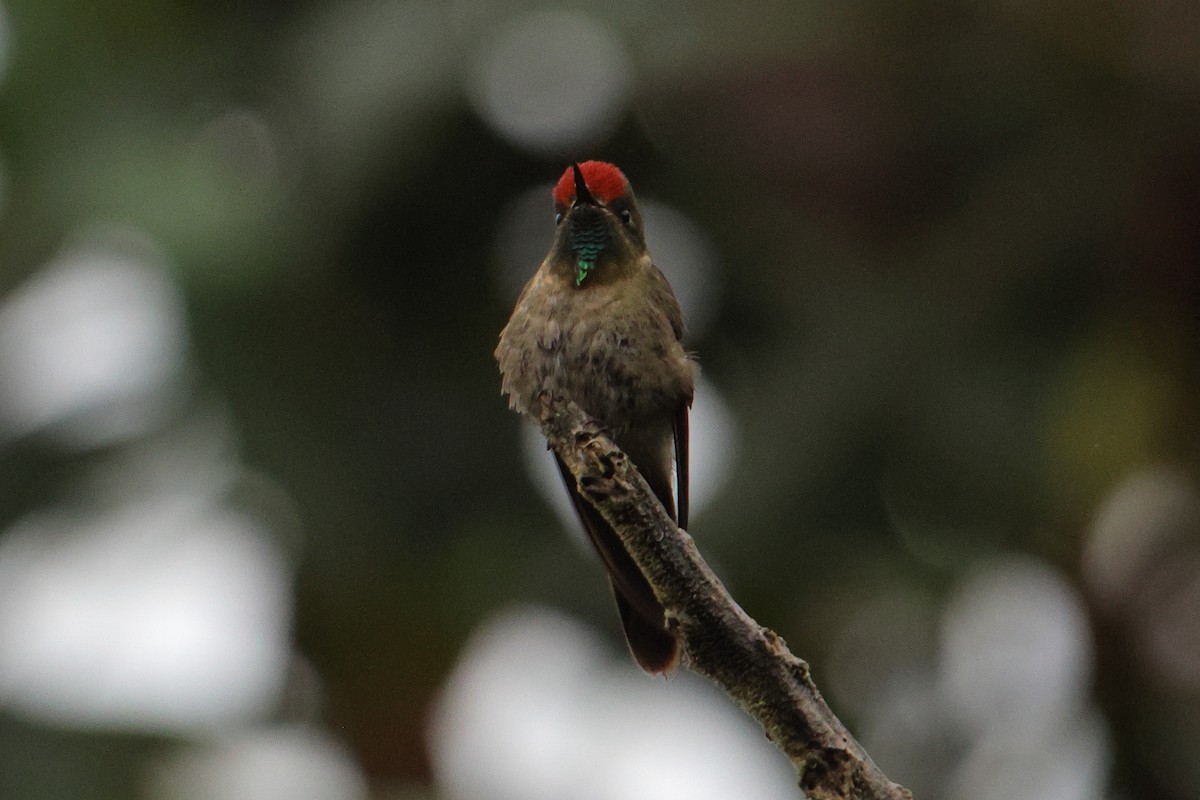 Rufous-capped Thornbill - ML643436935