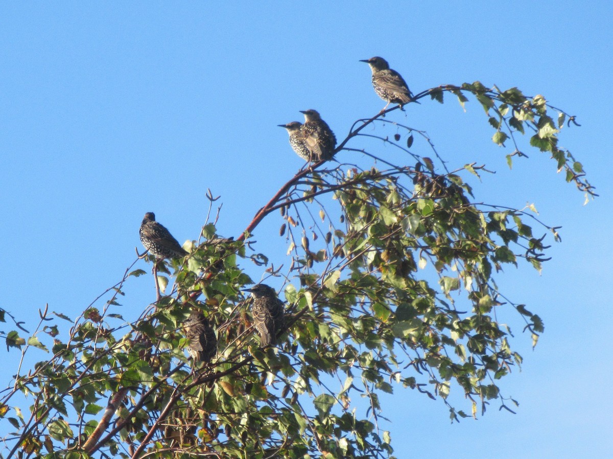 European Starling - ML643436936
