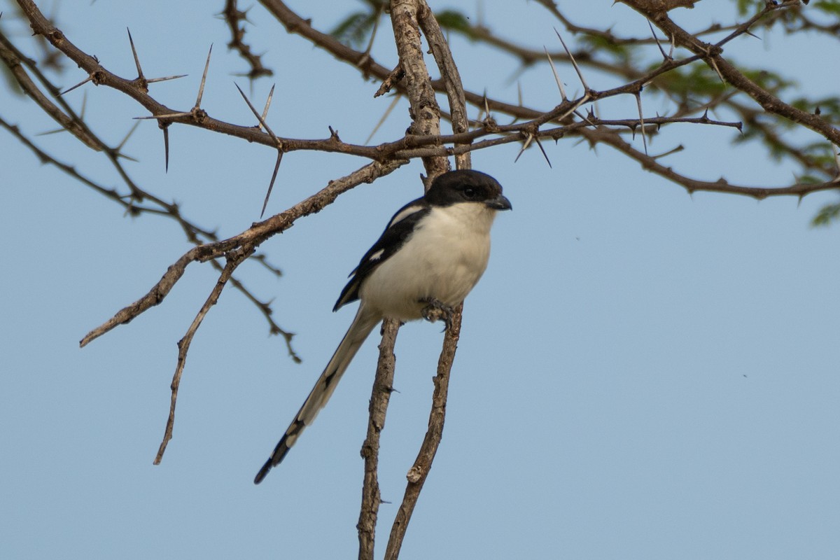 Northern Fiscal - ML643436939