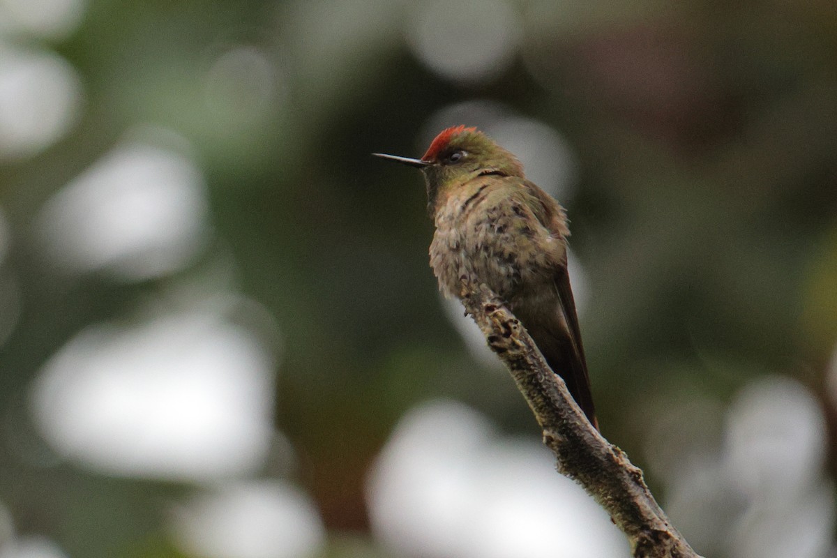 Rufous-capped Thornbill - ML643436945