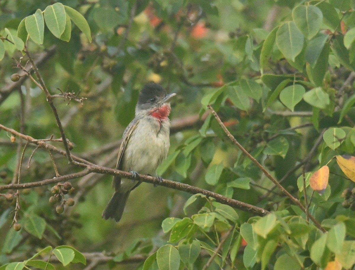 Rose-throated Becard - ML643436947