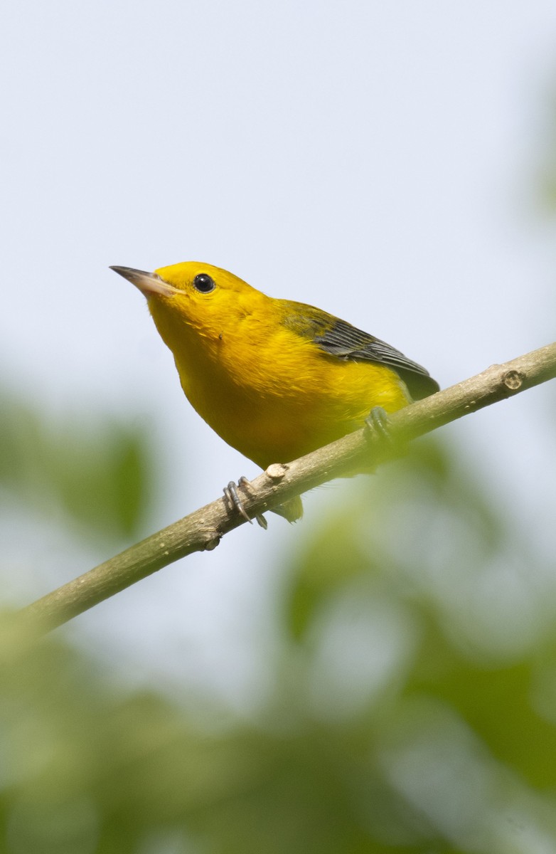 Prothonotary Warbler - ML643436949