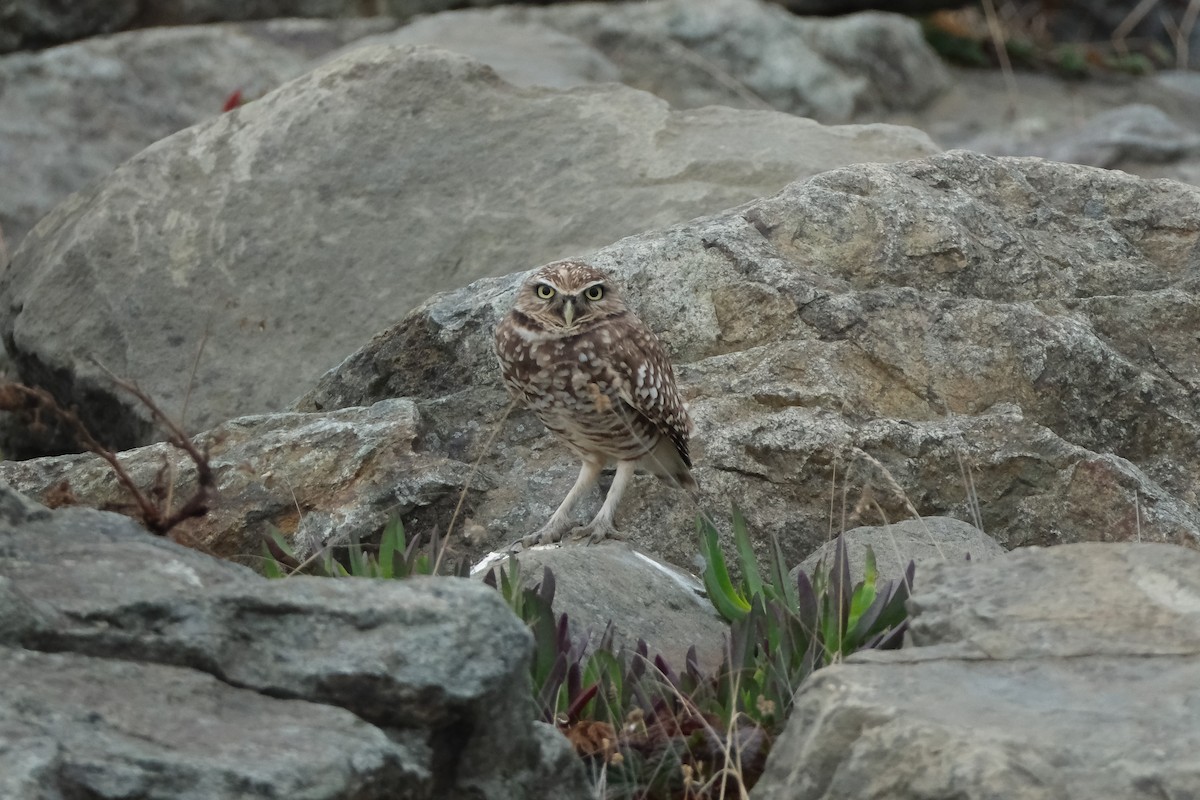 アナホリフクロウ - ML643436950