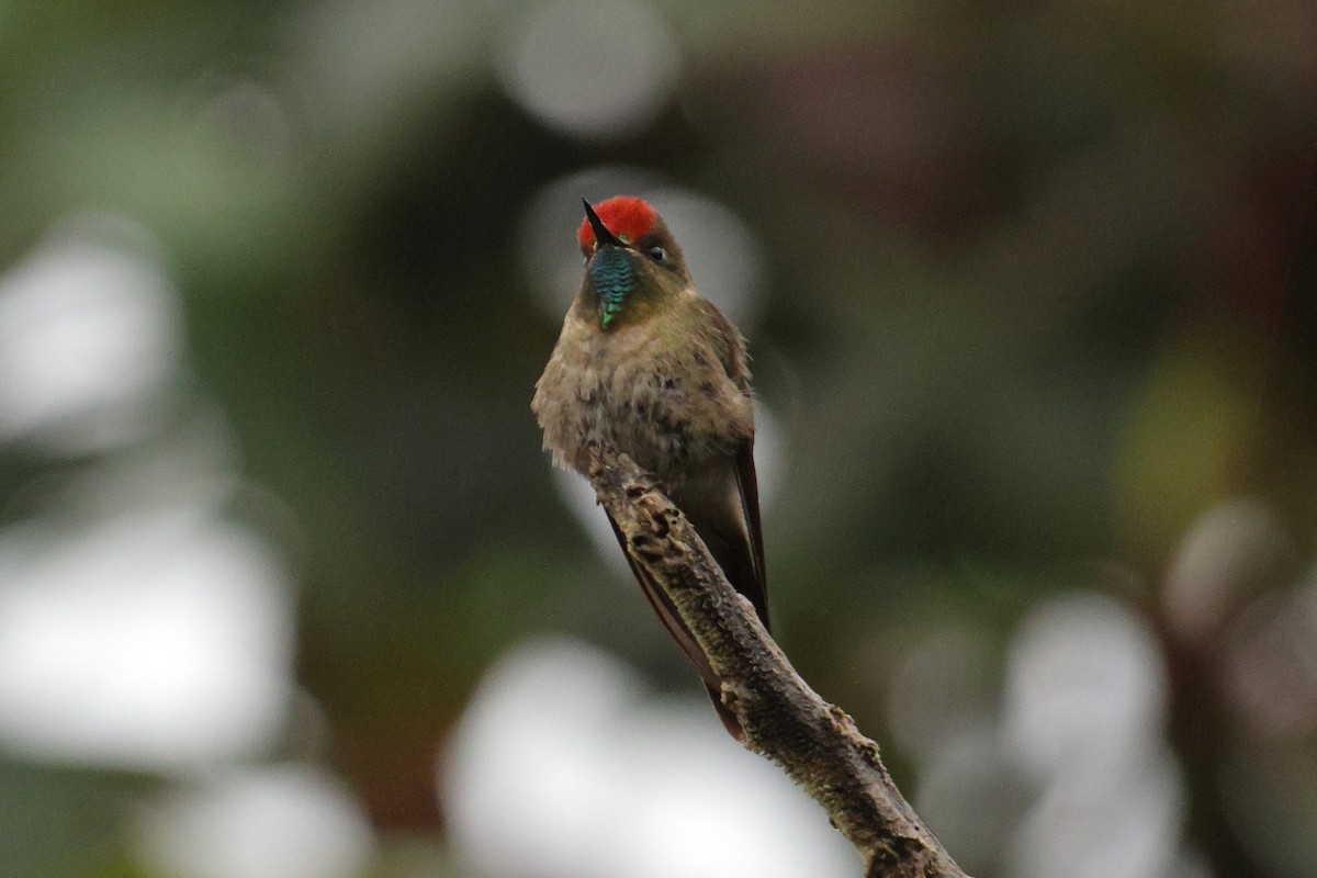 Rufous-capped Thornbill - ML643436957