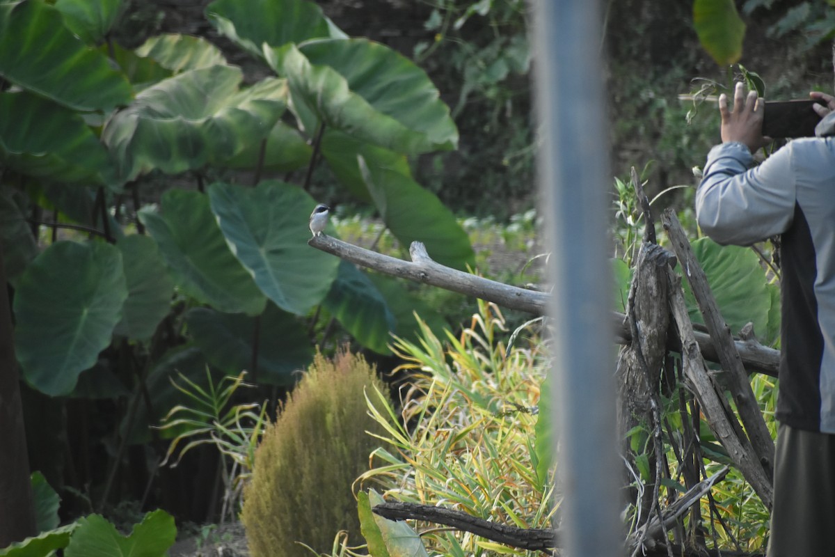 Gray Bushchat - ML643436968