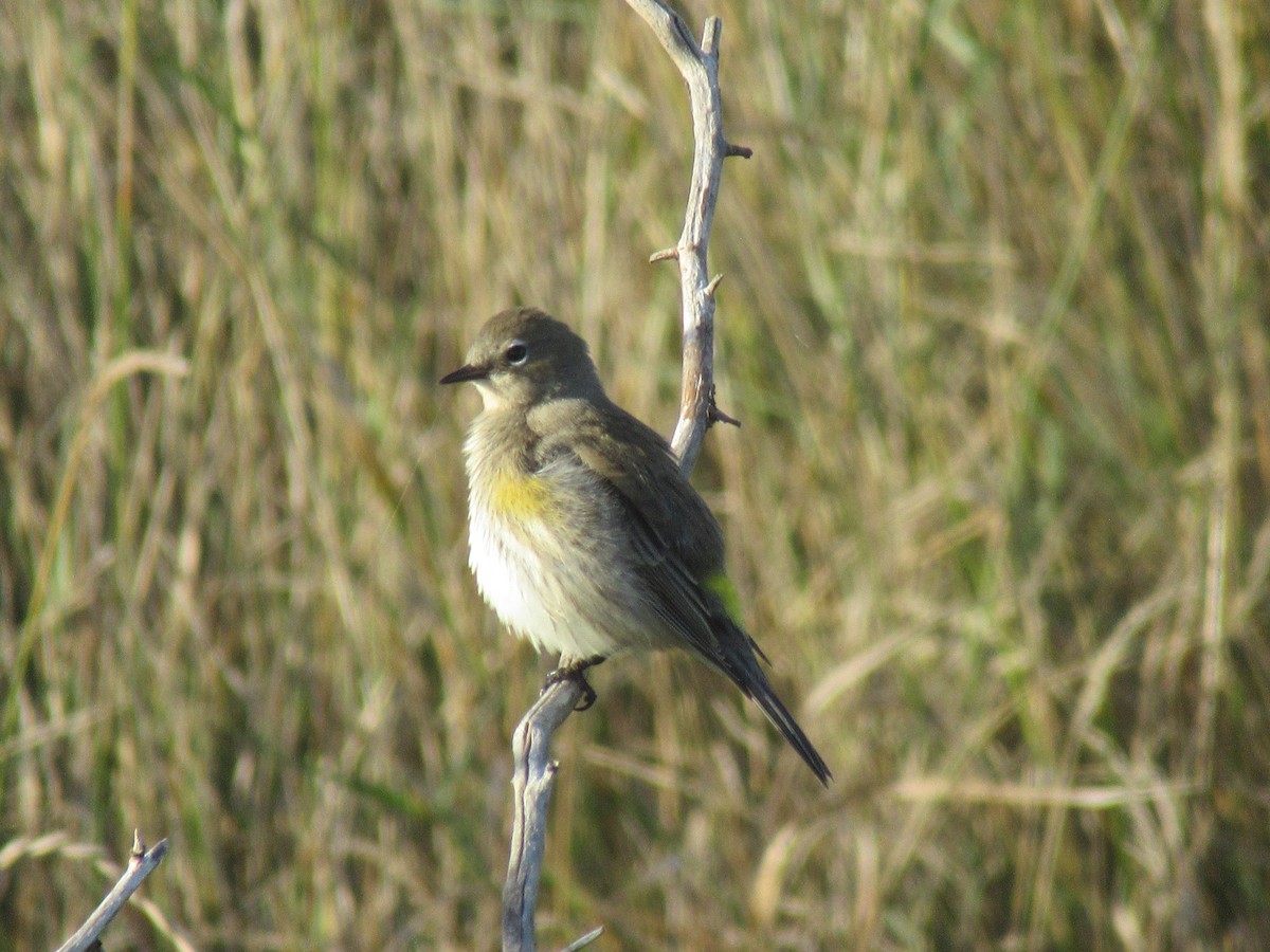 Yellow-rumped Warbler - ML643436974