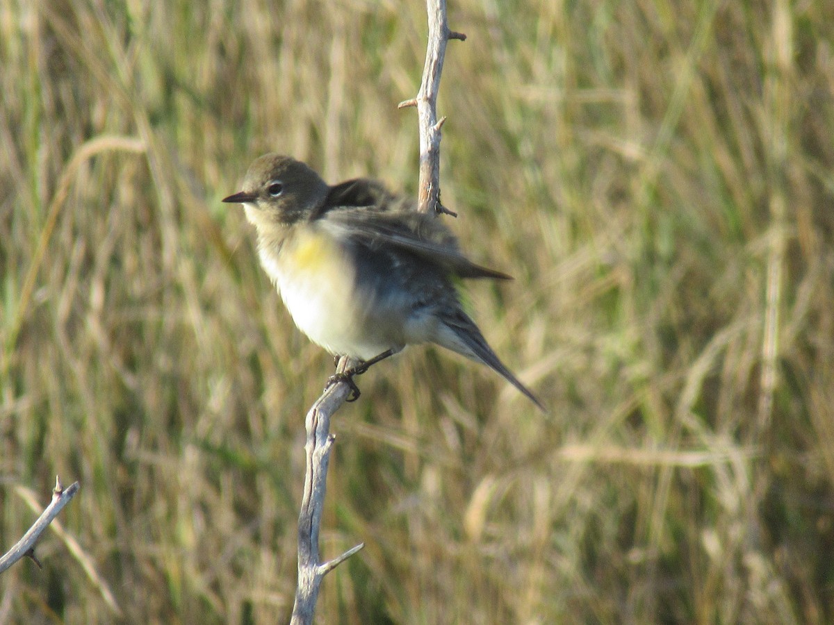 Yellow-rumped Warbler - ML643436975