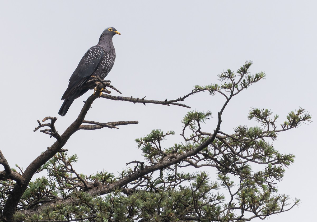 Rameron Pigeon - ML643436978