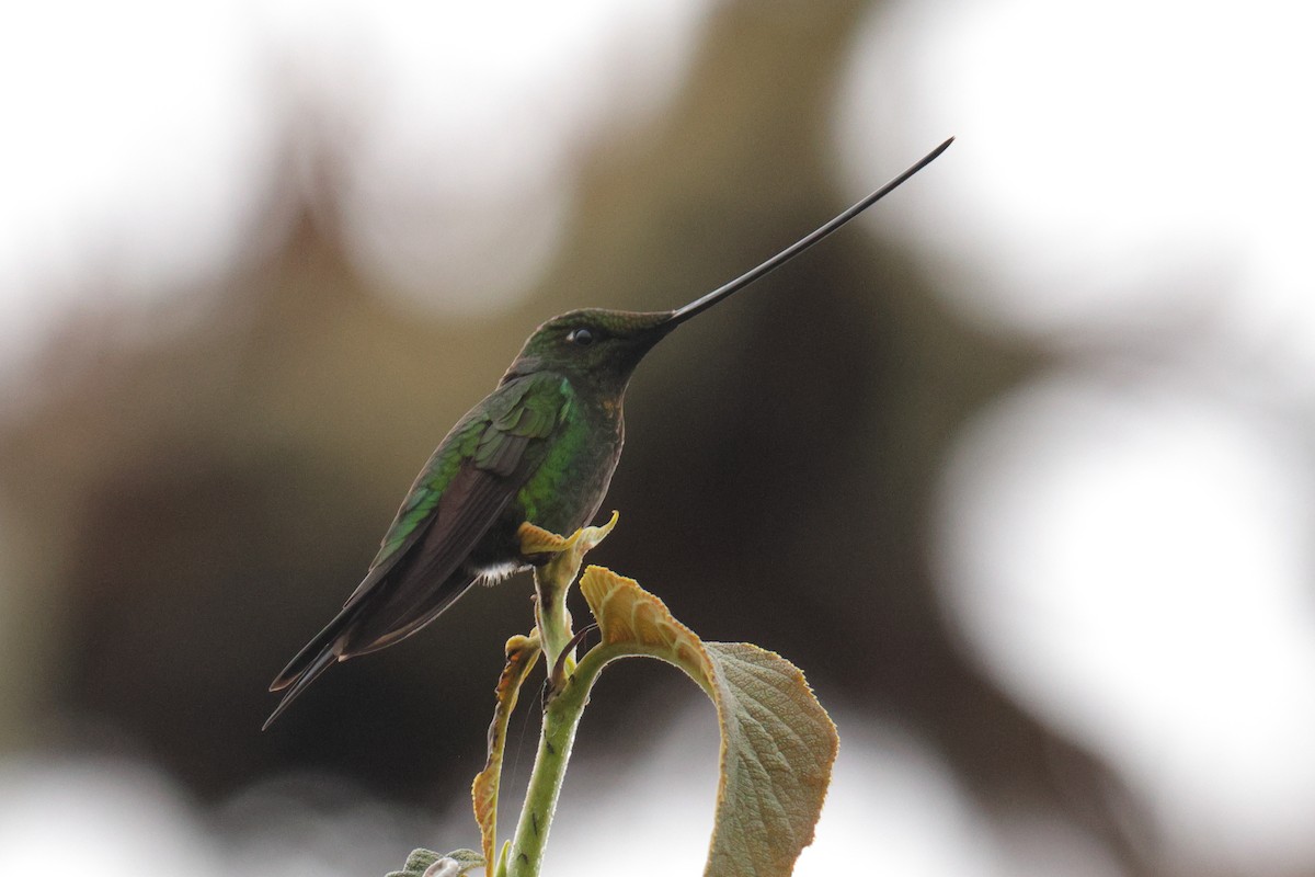 Sword-billed Hummingbird - ML643436991