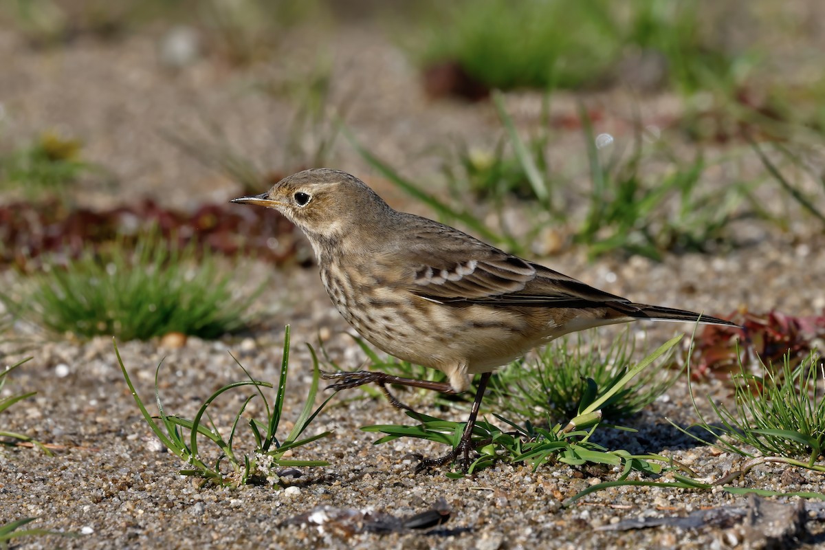 American Pipit - ML643437008