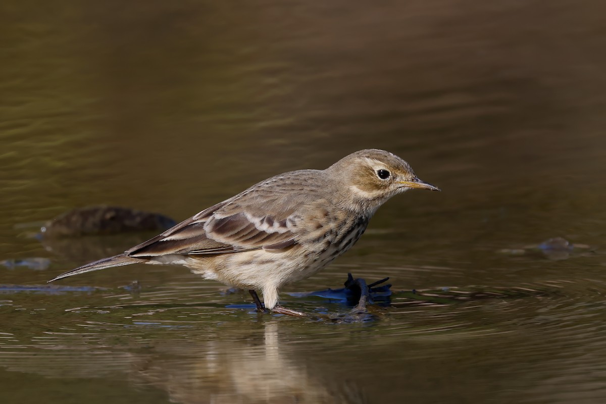 American Pipit - ML643437013