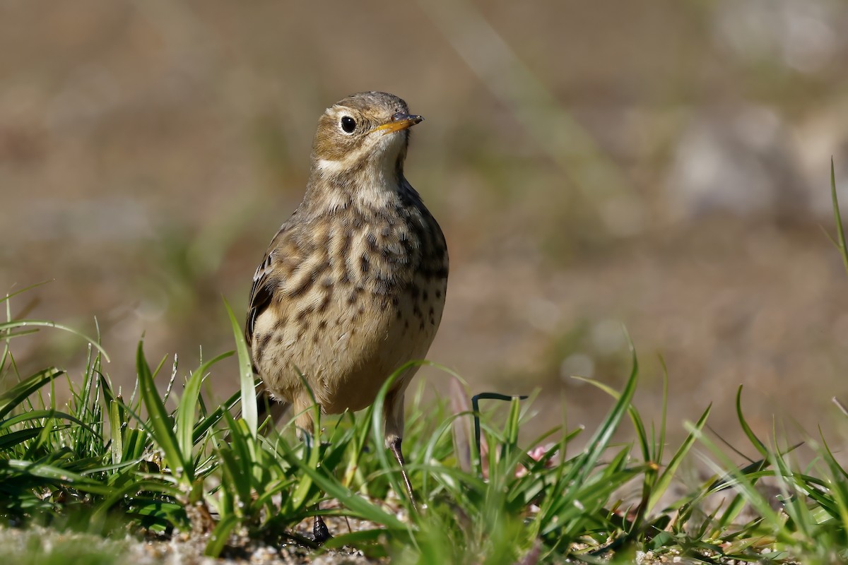 American Pipit - ML643437015