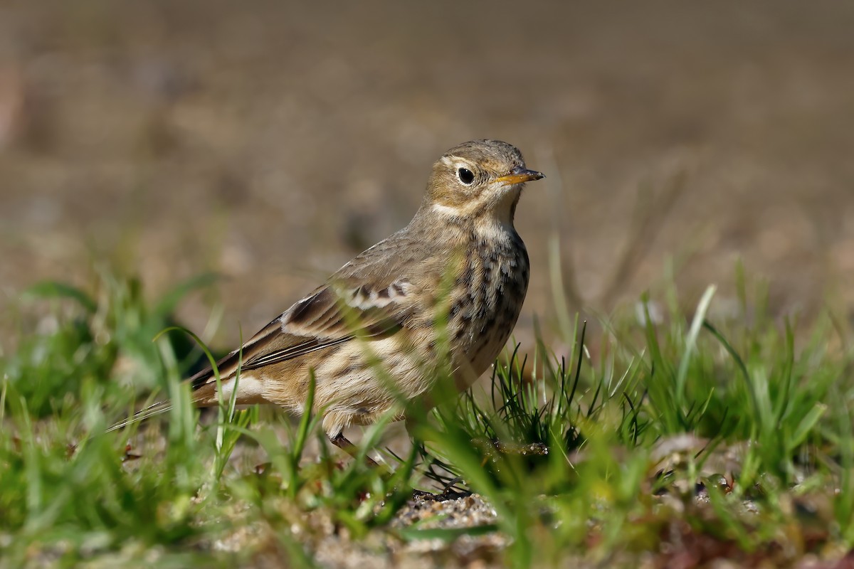 American Pipit - ML643437019
