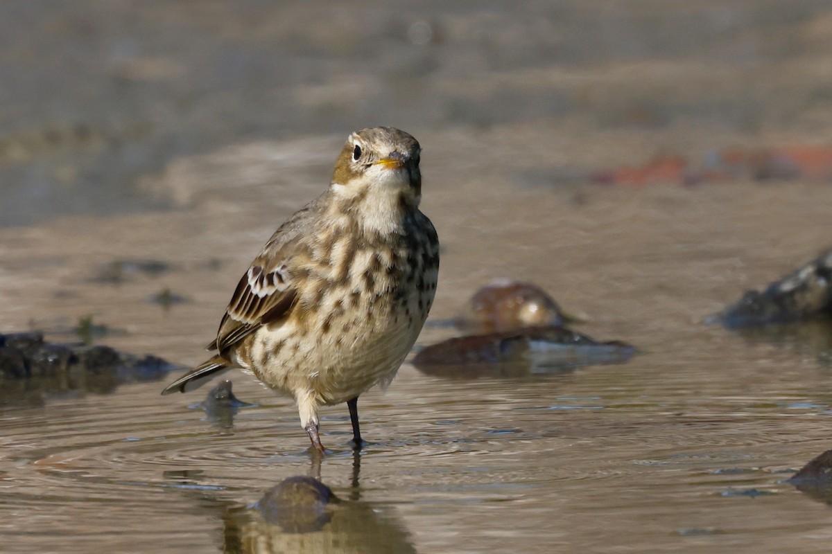 American Pipit - ML643437021