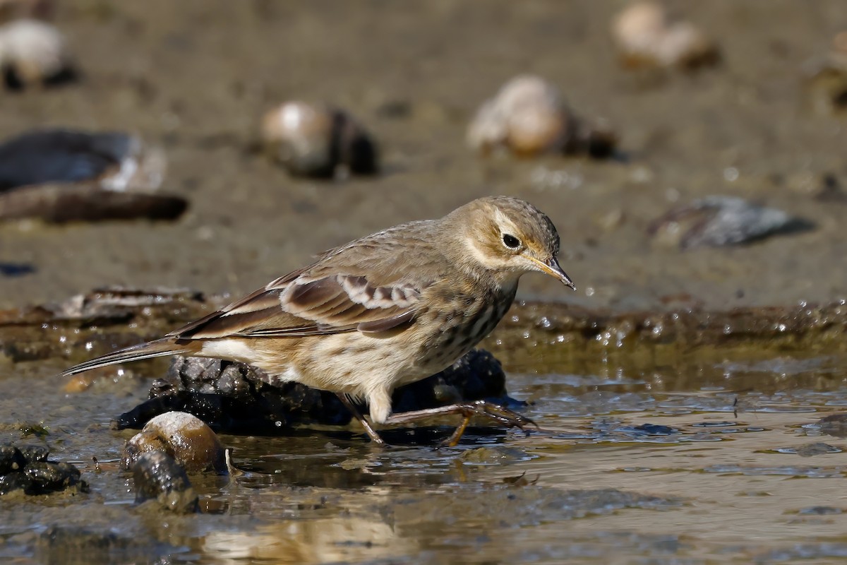 American Pipit - ML643437023