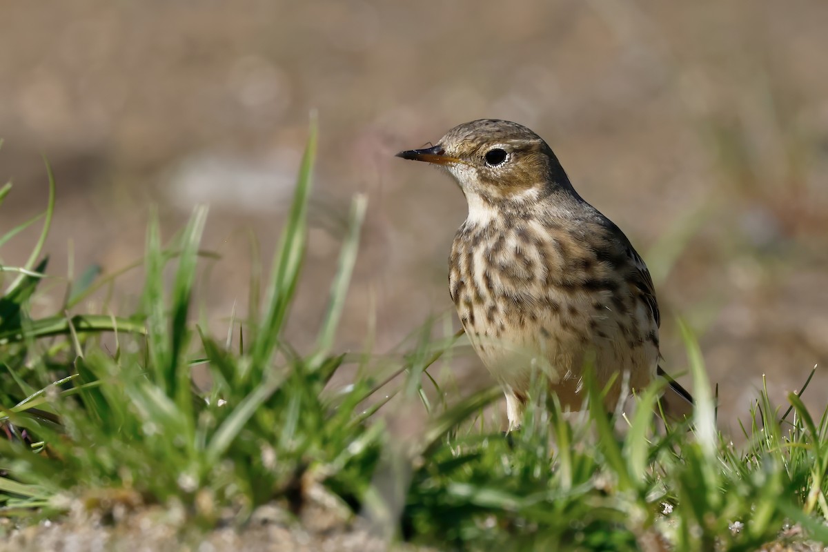 American Pipit - ML643437025