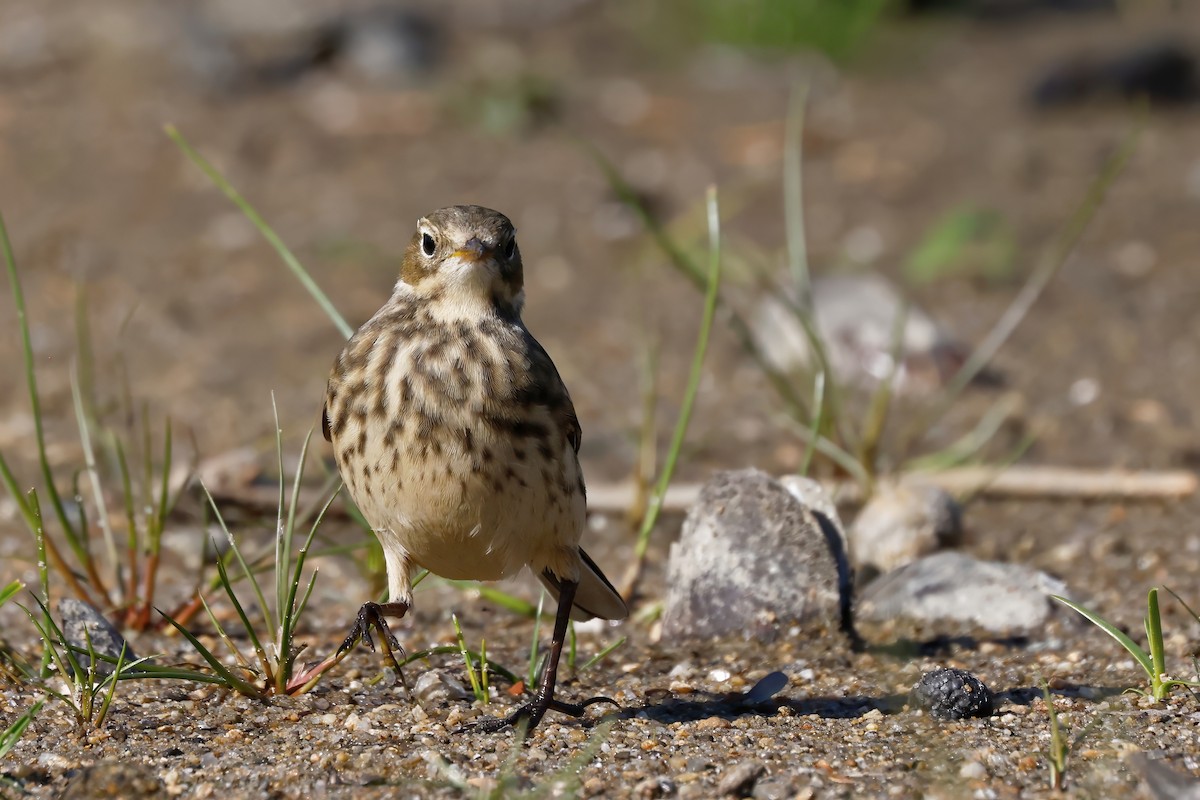 American Pipit - ML643437028