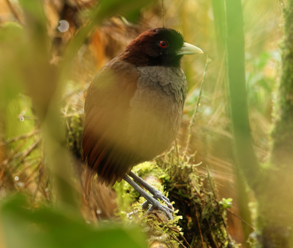 Pale-billed Antpitta - ML643437044