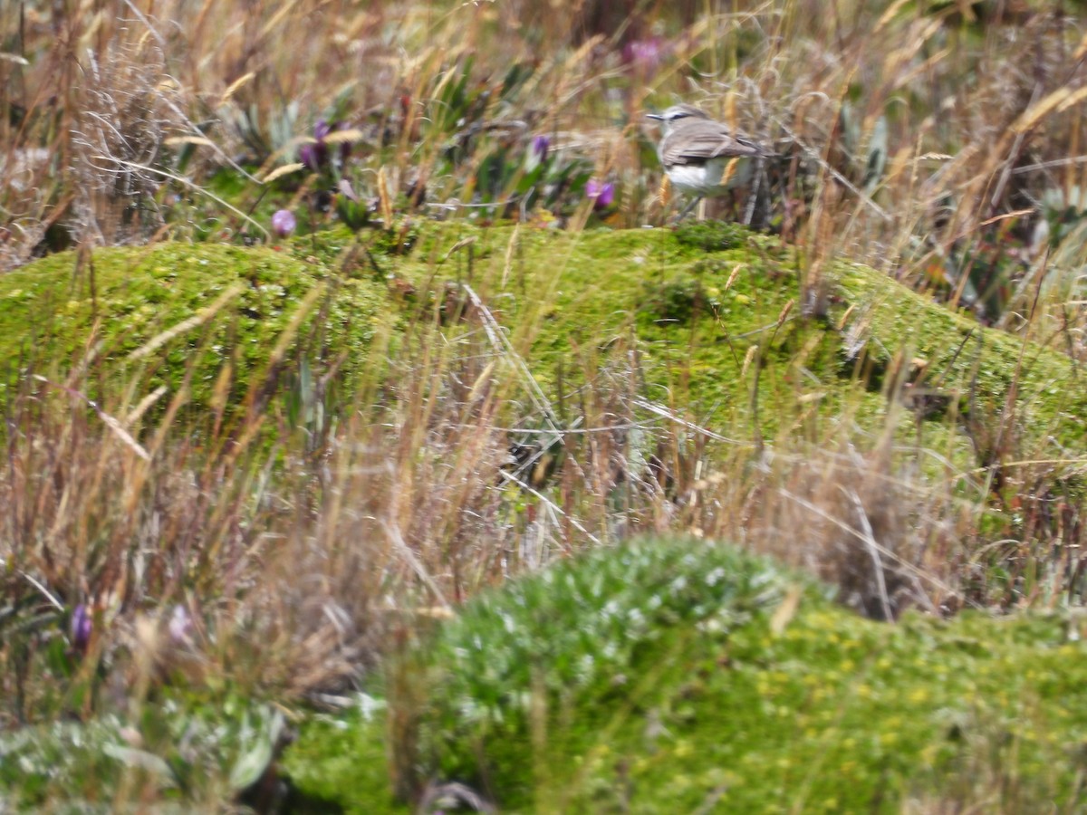 Dormilon à grands sourcils - ML643437049