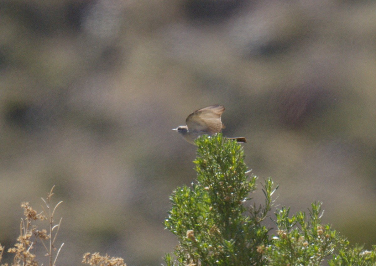 Kül Rengi Yer Tiranı - ML643437055