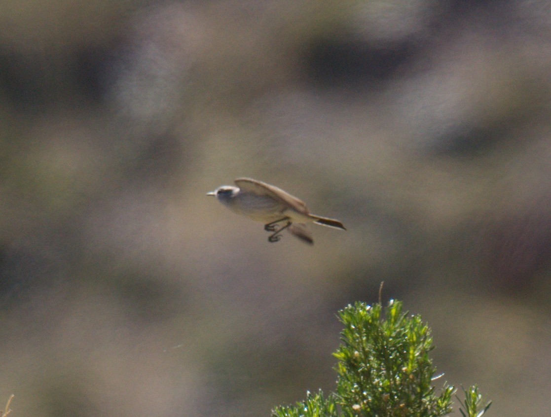 Kül Rengi Yer Tiranı - ML643437056