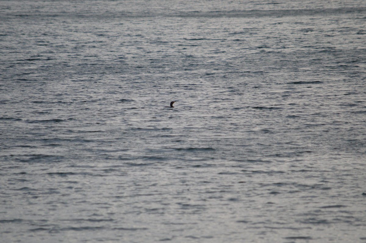 Double-crested Cormorant - ML643437061