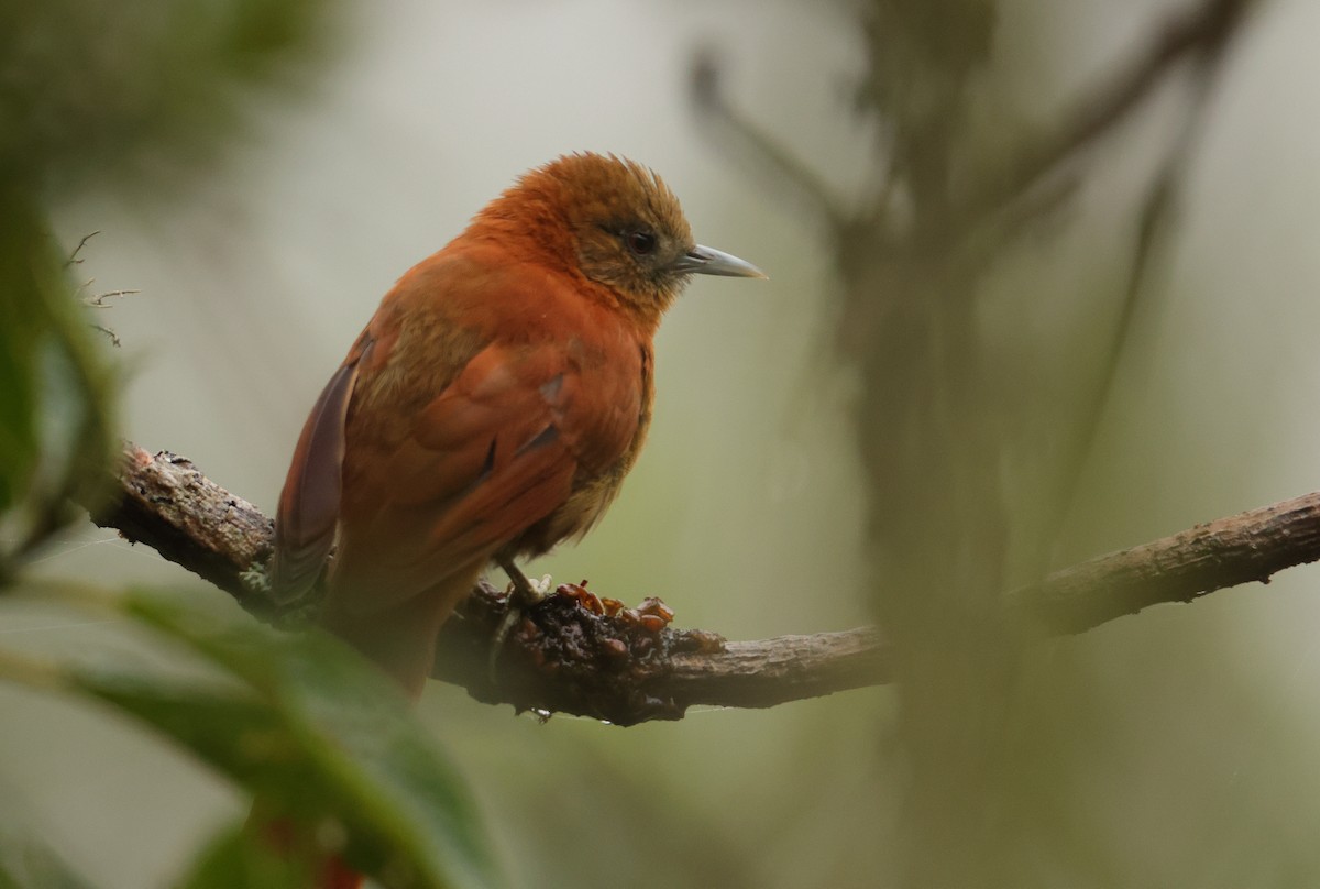 Russet-mantled Softtail - ML643437066