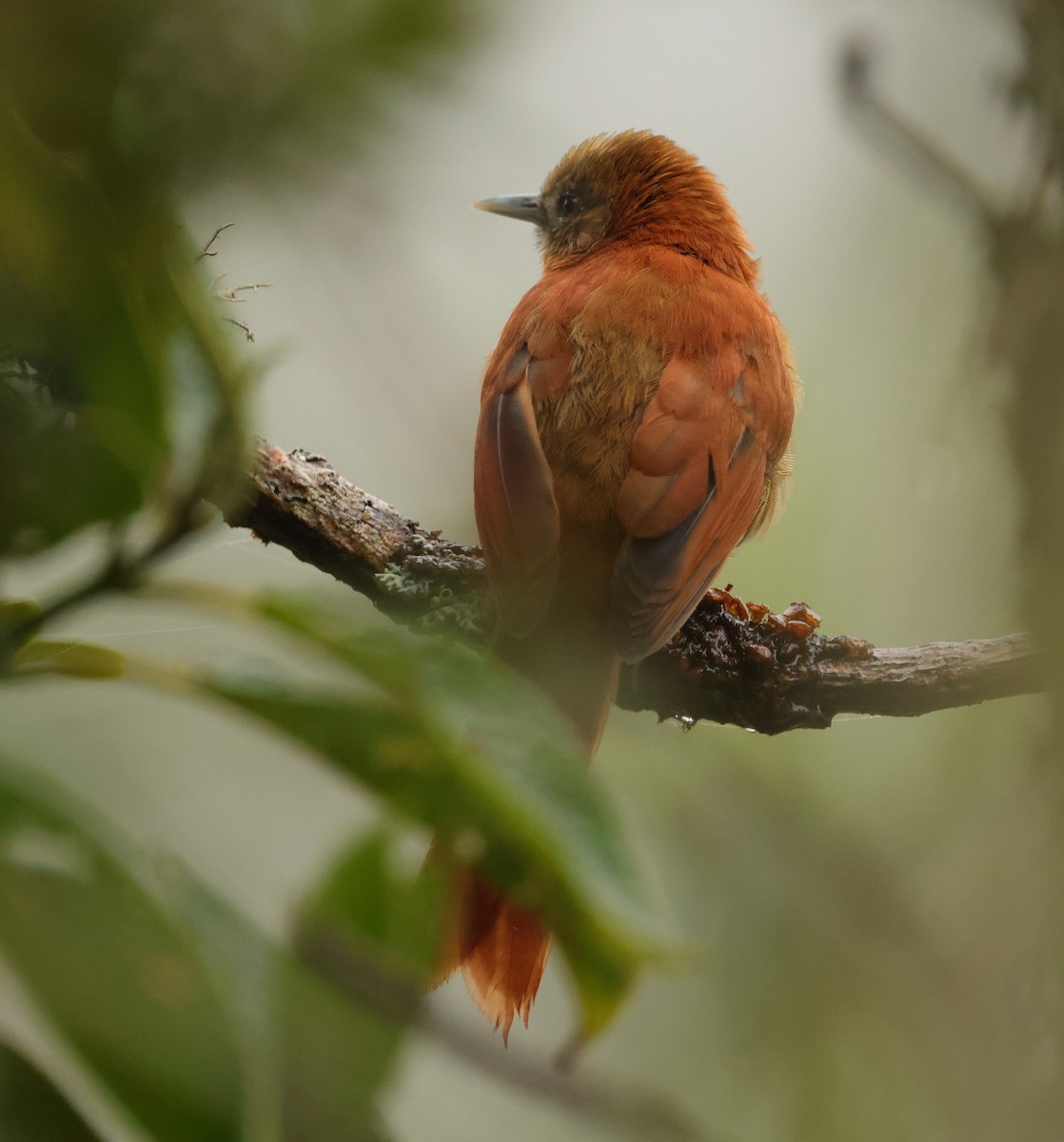 Russet-mantled Softtail - ML643437079