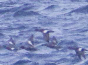 Canard d'Amérique - ML643437080