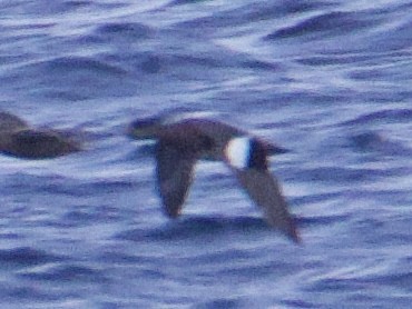 Canard d'Amérique - ML643437081