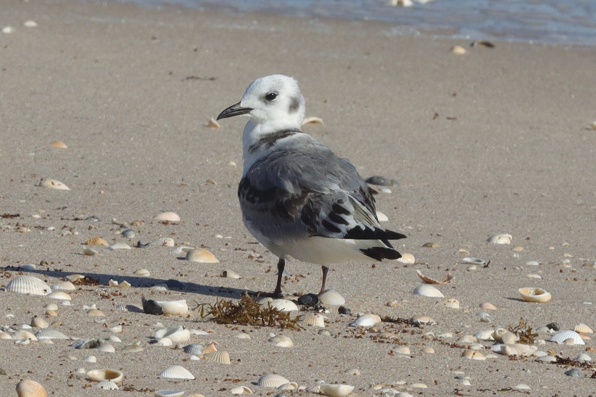 Black-legged Kittiwake - ML643437106