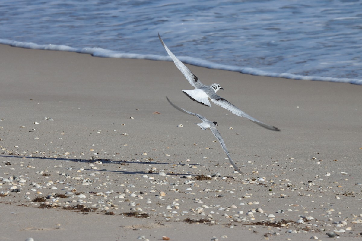 Black-legged Kittiwake - ML643437107