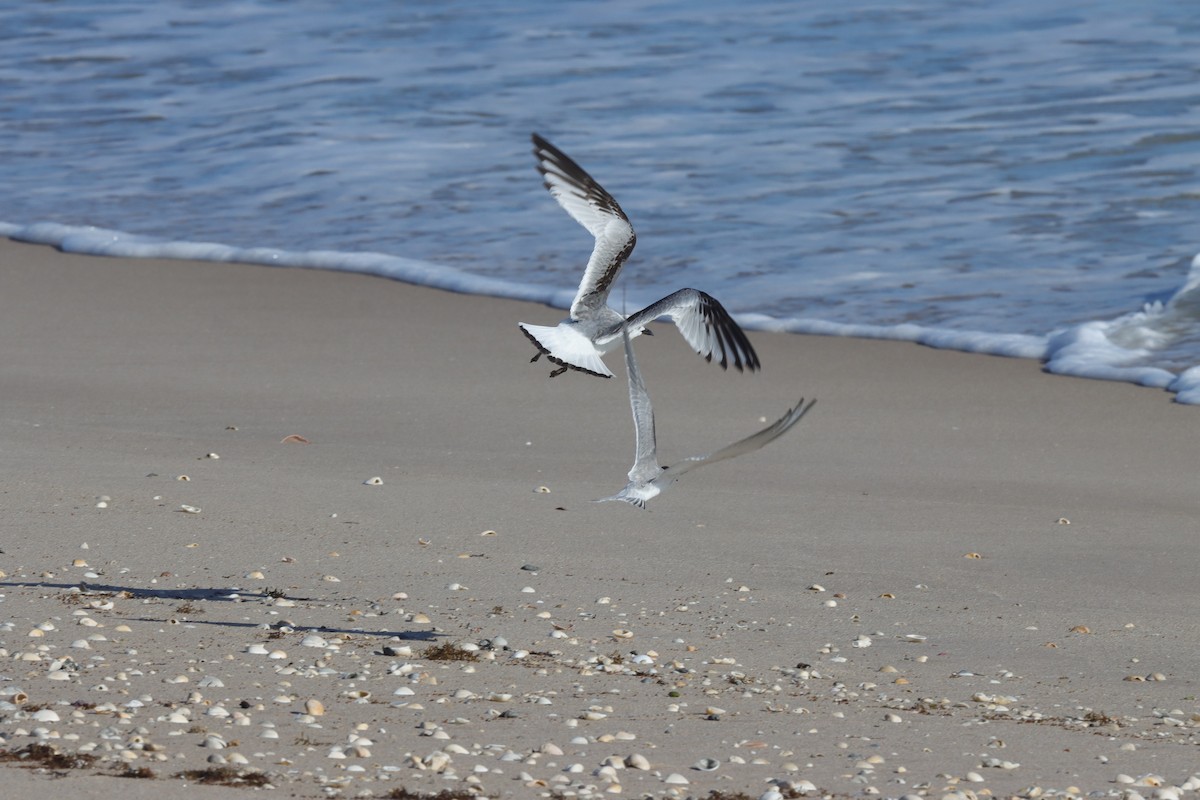 Black-legged Kittiwake - ML643437108