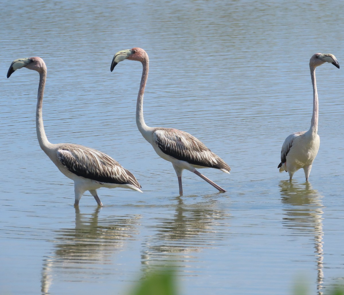 American Flamingo - ML643437114