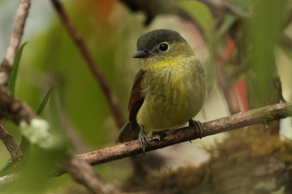 Barred Becard - ML643437120