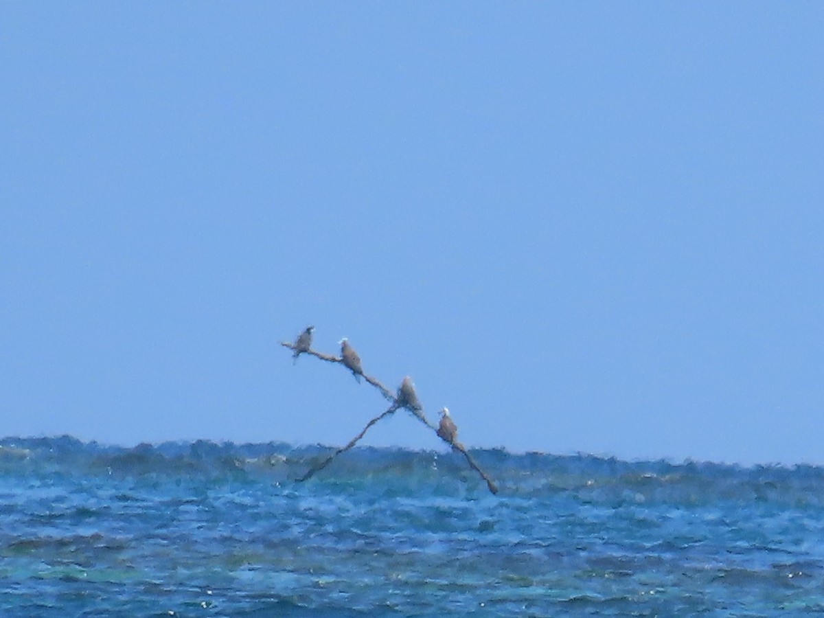 Magnificent Frigatebird - ML643437124