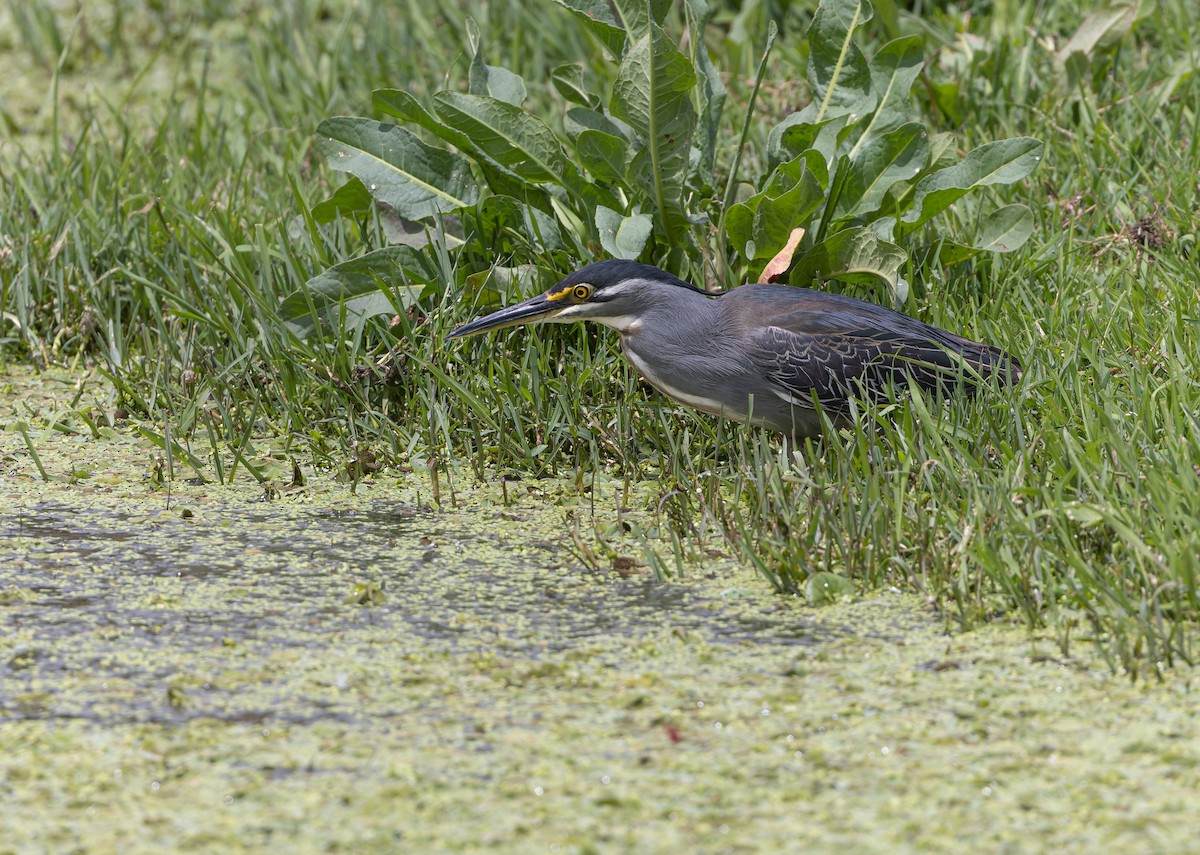 Striated Heron - ML643437130