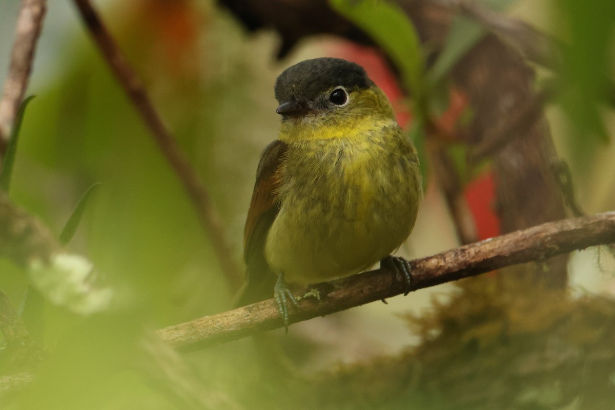Barred Becard - ML643437145