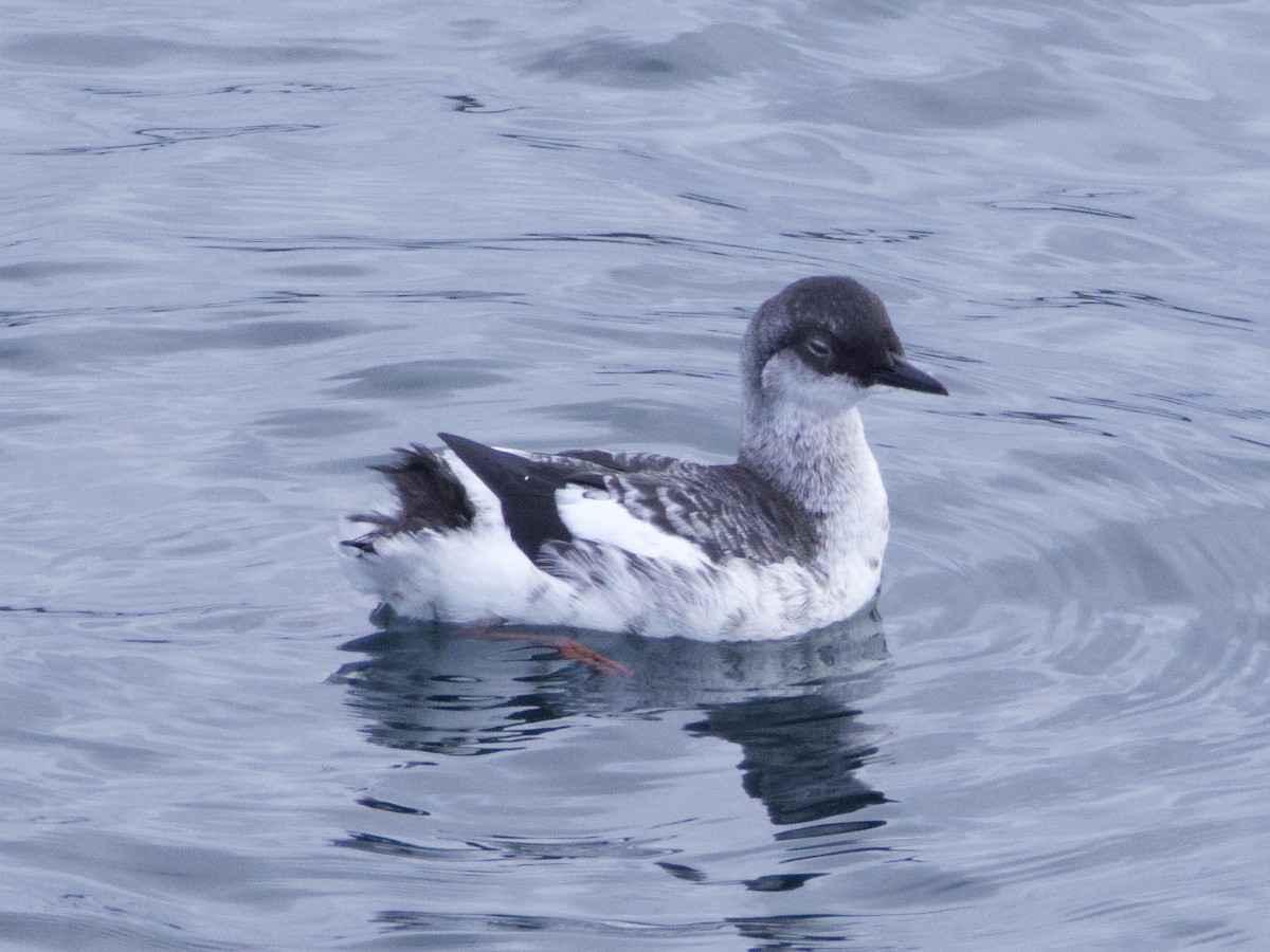 Guillemot colombin - ML643437164