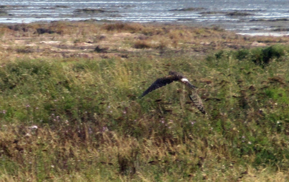 Northern Harrier - ML643437170