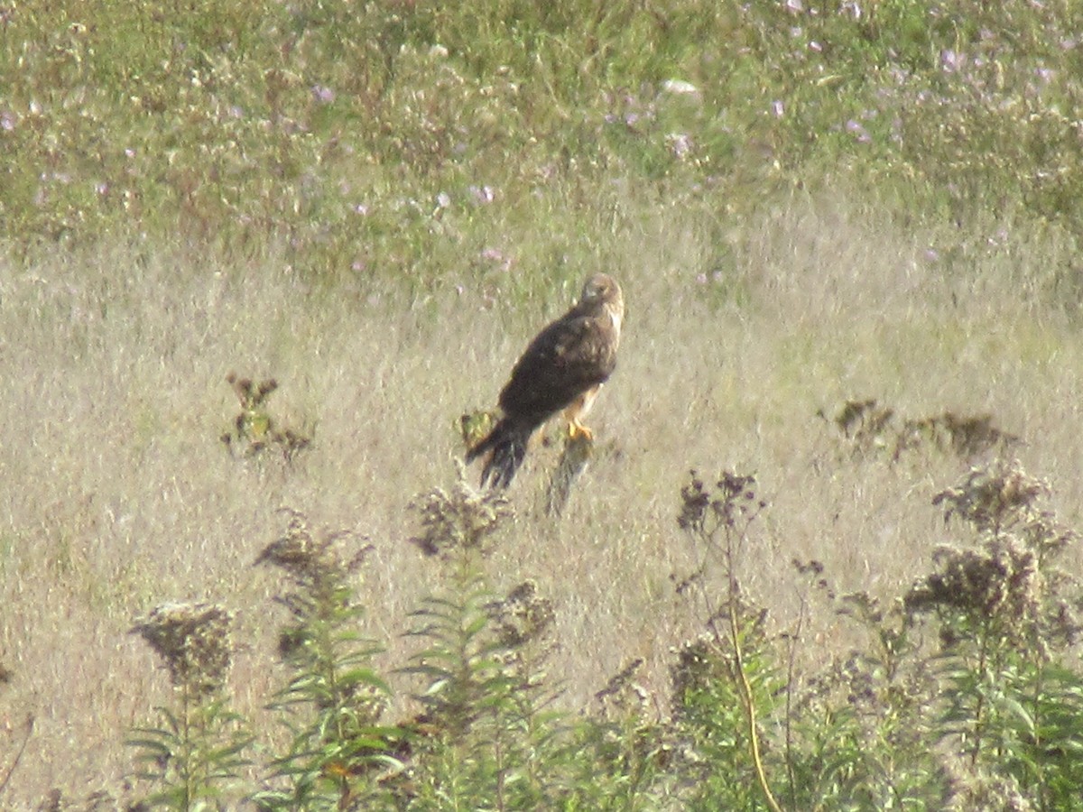 Northern Harrier - ML643437171