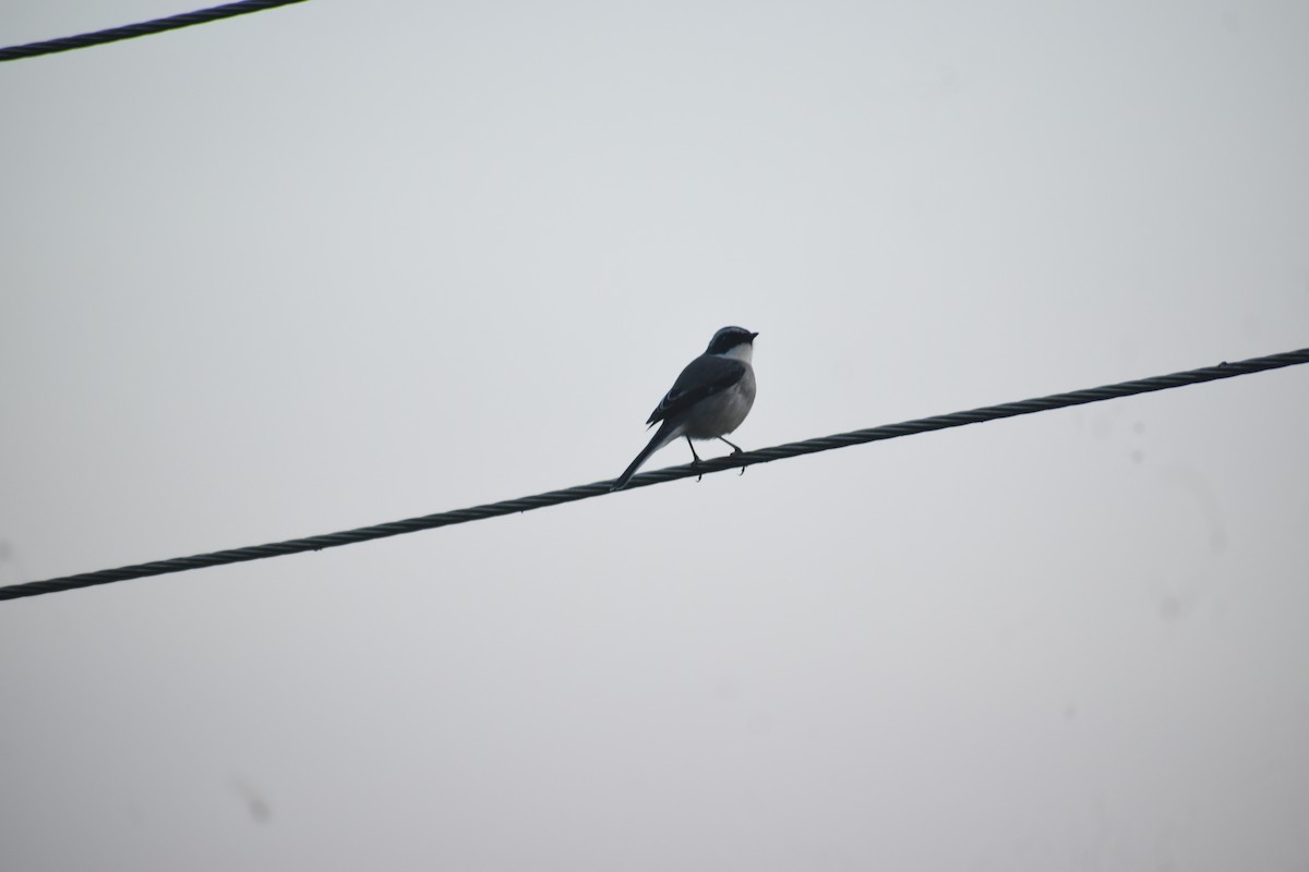 Gray Bushchat - ML643437176