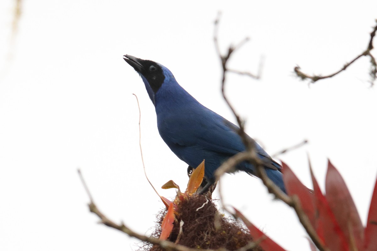 White-collared Jay - ML643437185