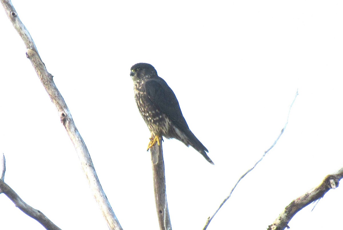 Merlin - ML643437188