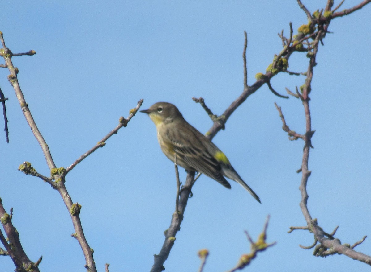 Yellow-rumped Warbler - ML643437207