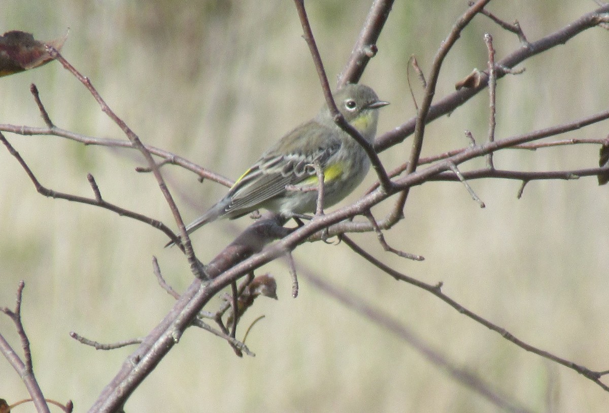 Yellow-rumped Warbler - ML643437208