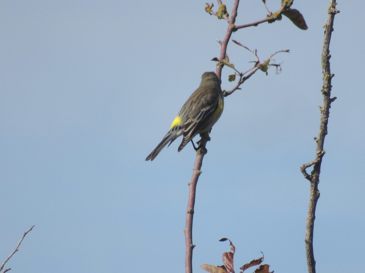 Yellow-rumped Warbler - ML643437209